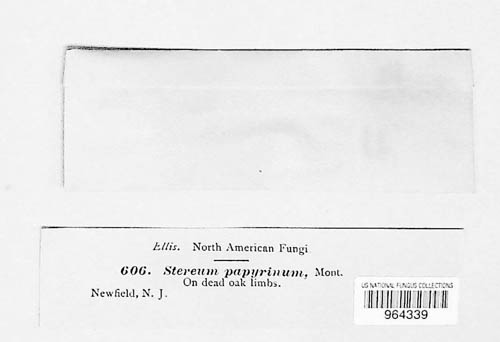 Phlebiopsis papyrina image